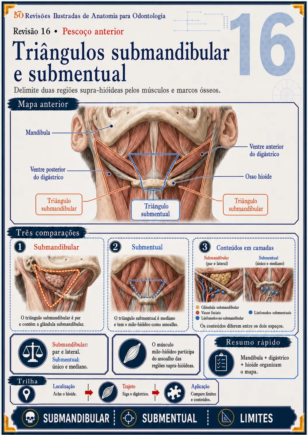 Prévia: Triângulos submandibular e submentual